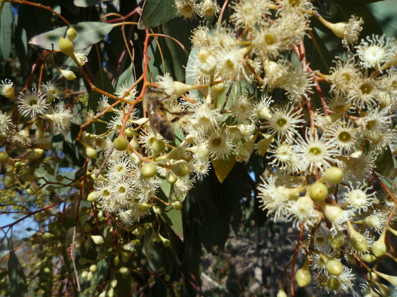 High Resolution Eucalyptus camaldulensis Fruit
